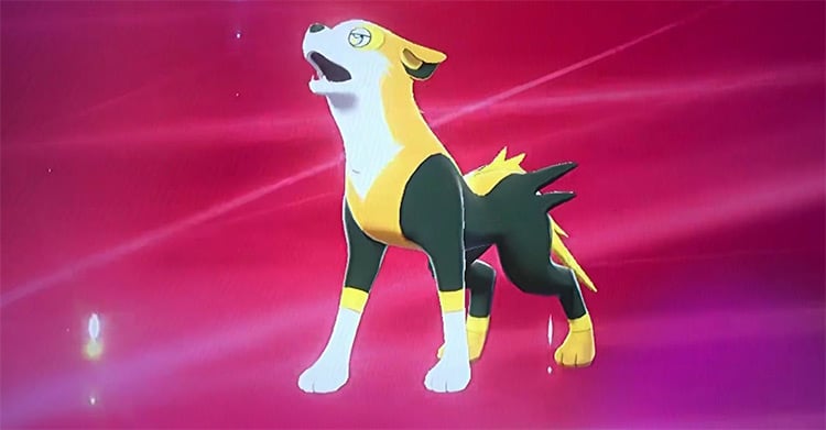 Dog Pokémon: